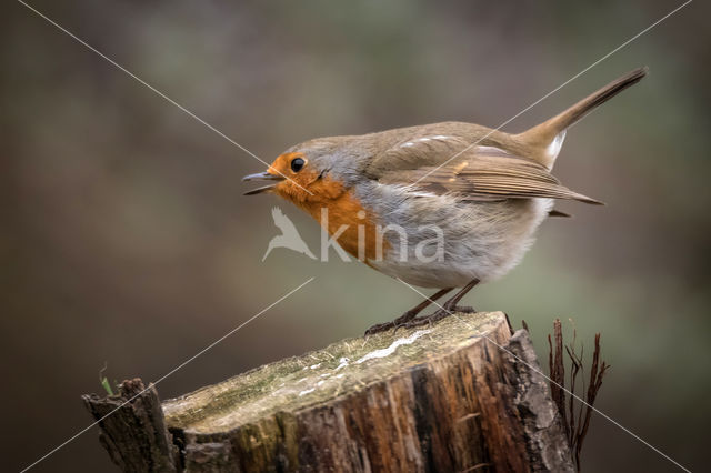 European Robin (Erithacus rubecula)