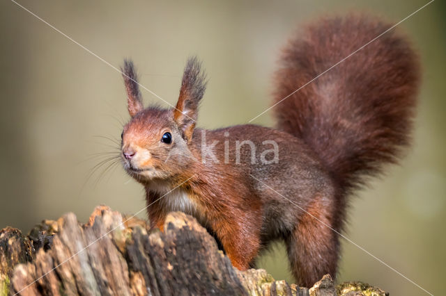 Red Squirrel (Sciurus vulgaris)