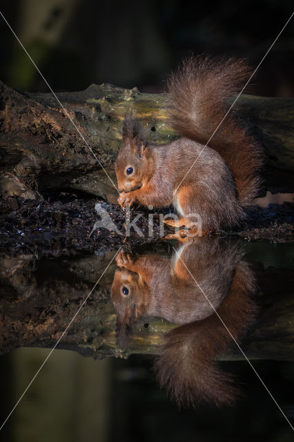 Red Squirrel (Sciurus vulgaris)