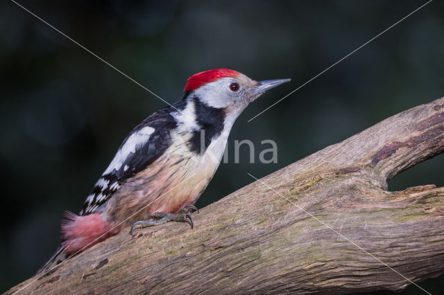 Middle Spotted Woodpecker (Dendrocopos medius)