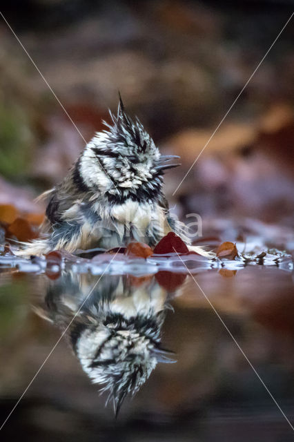 Kuifmees (Parus cristatus)