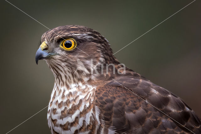 Sparrow Hawk (Accipiter nisus)