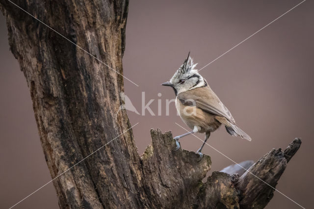 Kuifmees (Parus cristatus)