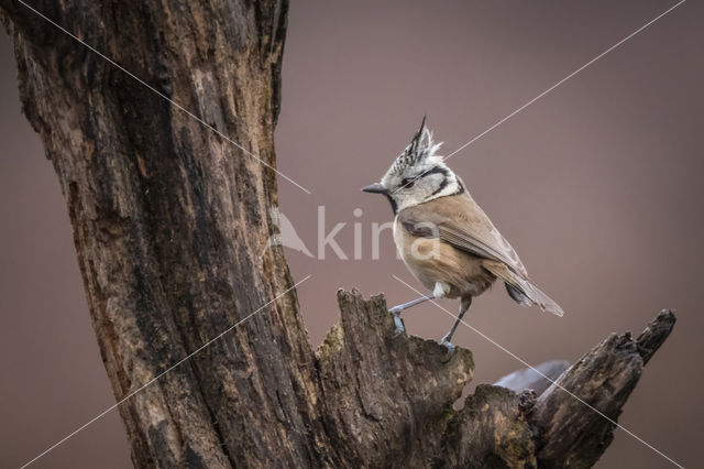 Kuifmees (Parus cristatus)