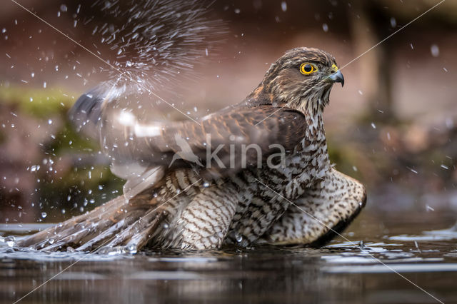 Sperwer (Accipiter nisus)