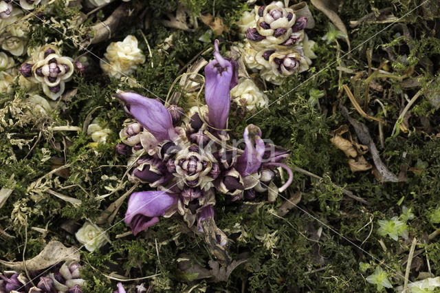 Purple Toothwort (Lathraea clandestina)