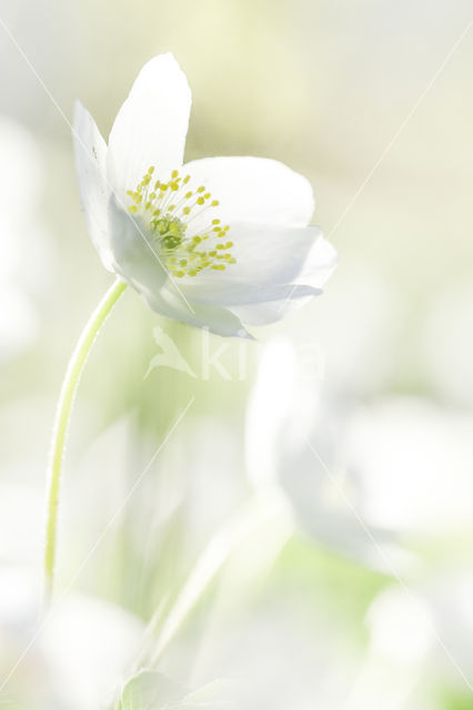 Bosanemoon (Anemone nemorosa)