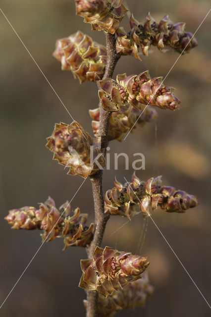 Wilde gagel (Myrica gale)