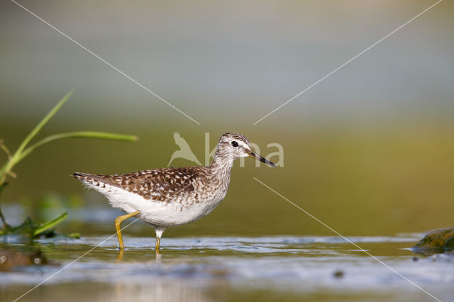 Bosruiter (Tringa glareola)