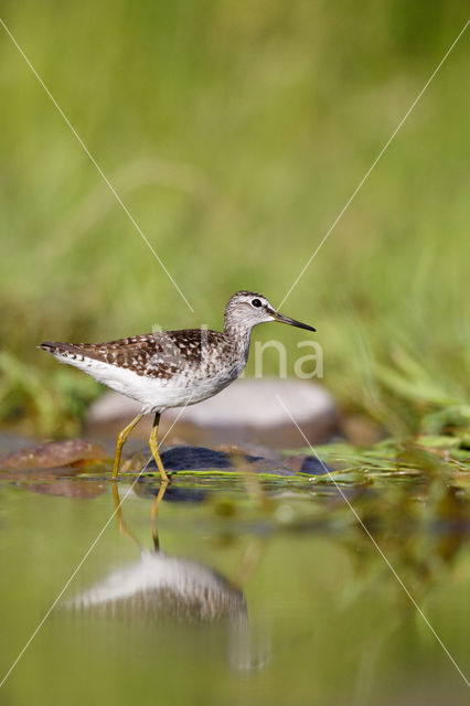 Bosruiter (Tringa glareola)