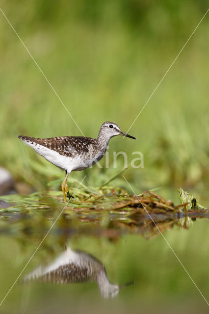 Bosruiter (Tringa glareola)