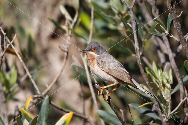 Baardgrasmus (Sylvia cantillans)