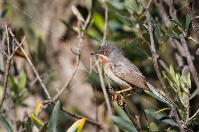 Baardgrasmus (Sylvia cantillans)