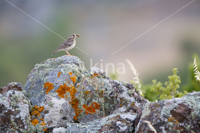 Wood Lark (Lullula arborea)