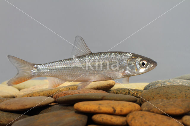 Nose Carp (Chondrostoma nasus)