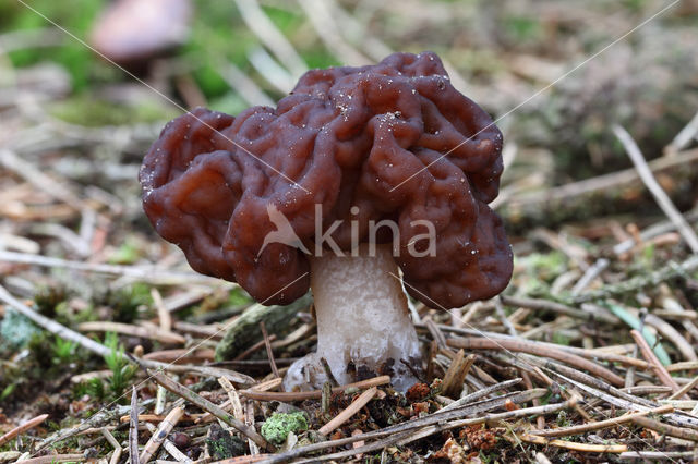 Voorjaarskluifzwam (Gyromitra esculenta)