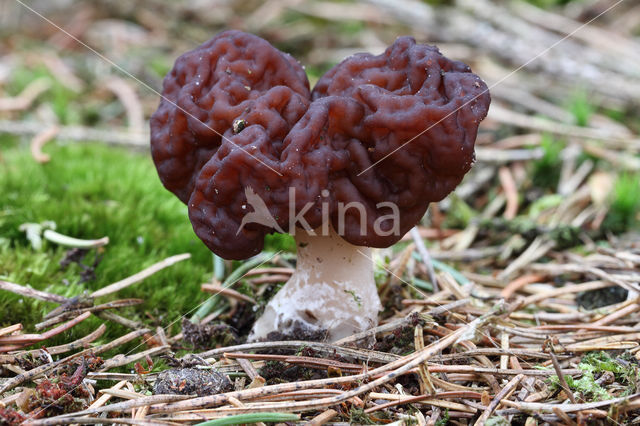 Voorjaarskluifzwam (Gyromitra esculenta)