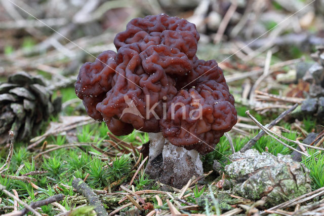 Voorjaarskluifzwam (Gyromitra esculenta)