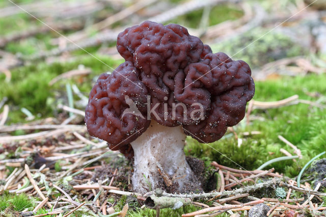 False Morel (Gyromitra esculenta)