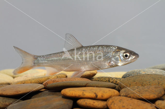 Nose Carp (Chondrostoma nasus)