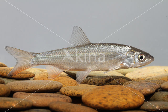 Nose Carp (Chondrostoma nasus)