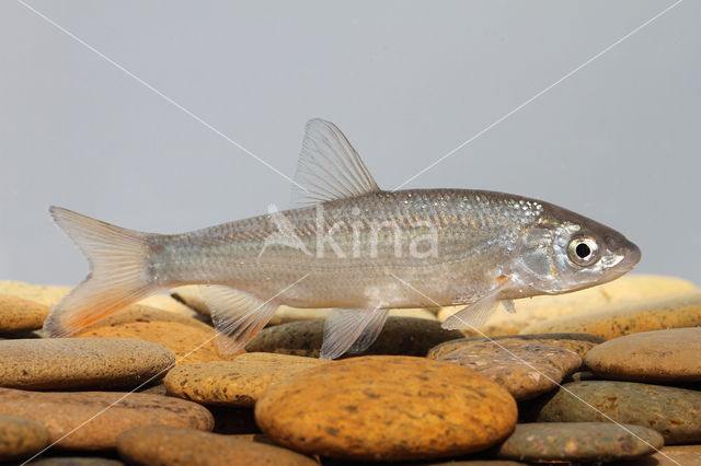 Nose Carp (Chondrostoma nasus)