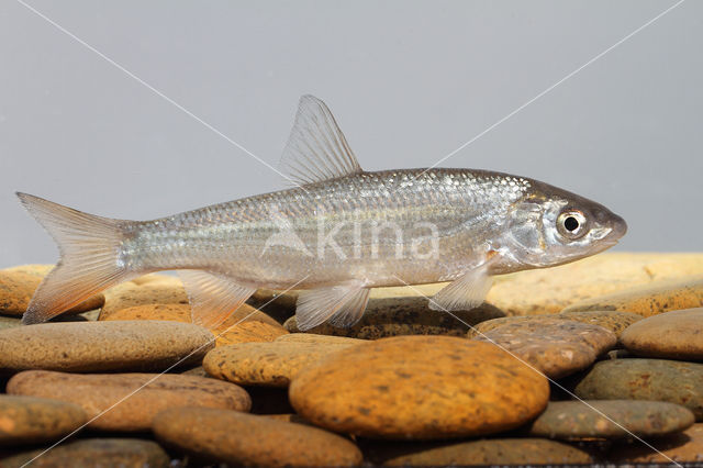 Nose Carp (Chondrostoma nasus)