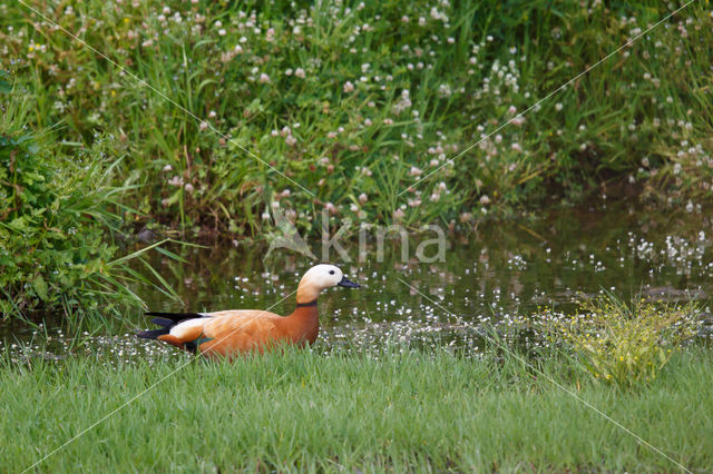 Casarca (Tadorna ferruginea)