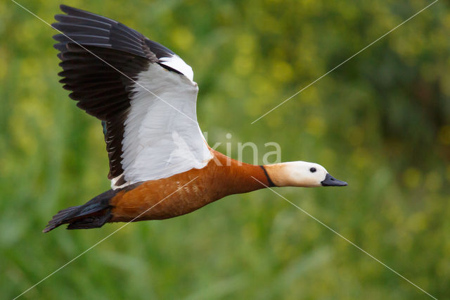 Casarca (Tadorna ferruginea)