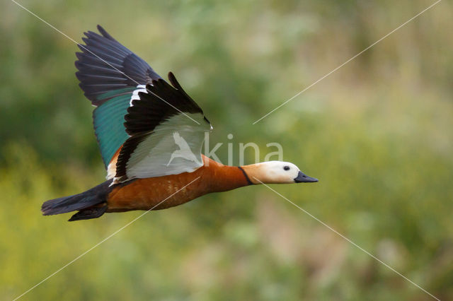 Casarca (Tadorna ferruginea)