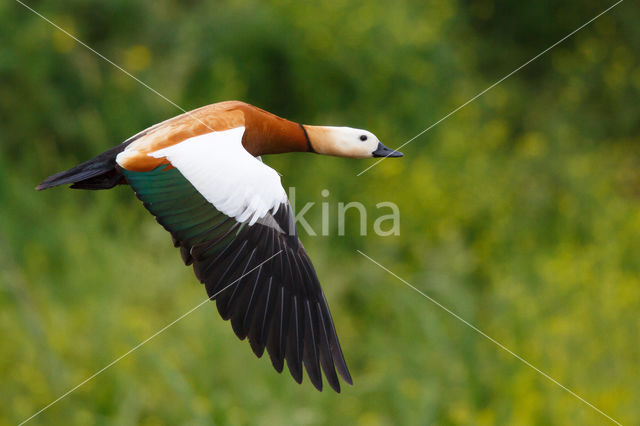 Casarca (Tadorna ferruginea)