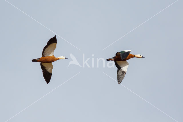 Ruddy Shelduck (Tadorna ferruginea)