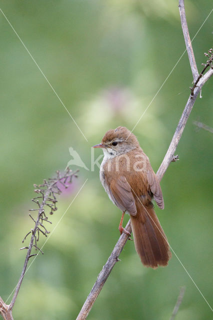 Cetti's Zanger (Cettia cetti)