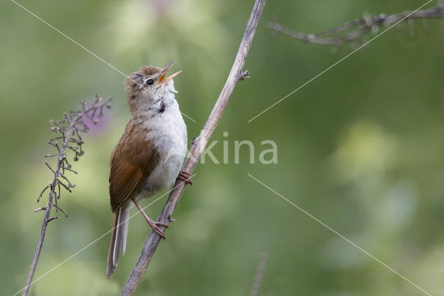 Cetti's Zanger (Cettia cetti)