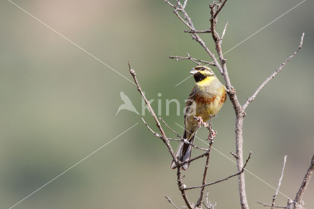 Cirl bunting (Emberiza cirlus)