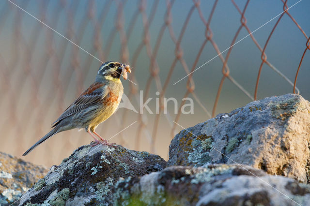 Cirlgors (Emberiza cirlus)