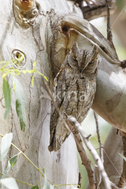 European Scops-Owl (Otus scops)