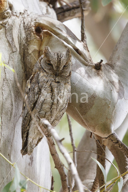 European Scops-Owl (Otus scops)