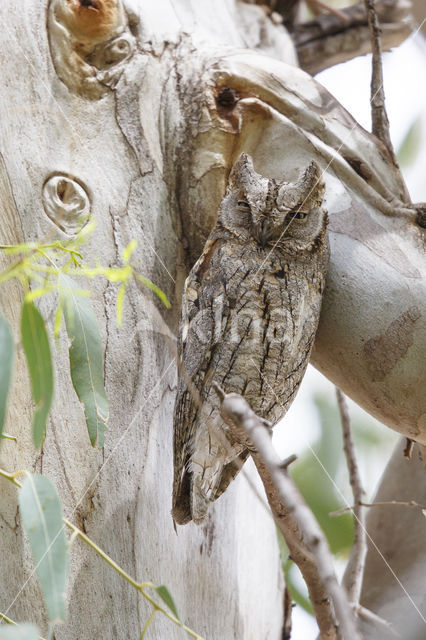 Dwergooruil (Otus scops)