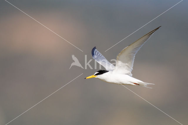 Little Tern (Sterna albifrons)