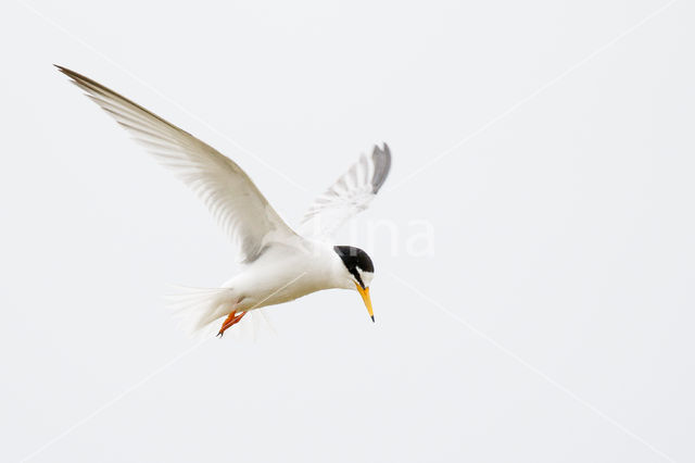Little Tern (Sterna albifrons)