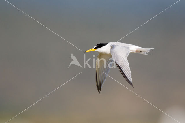 Little Tern (Sterna albifrons)