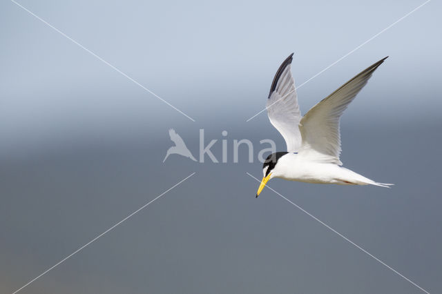 Little Tern (Sterna albifrons)