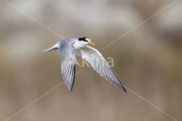 Little Tern (Sterna albifrons)