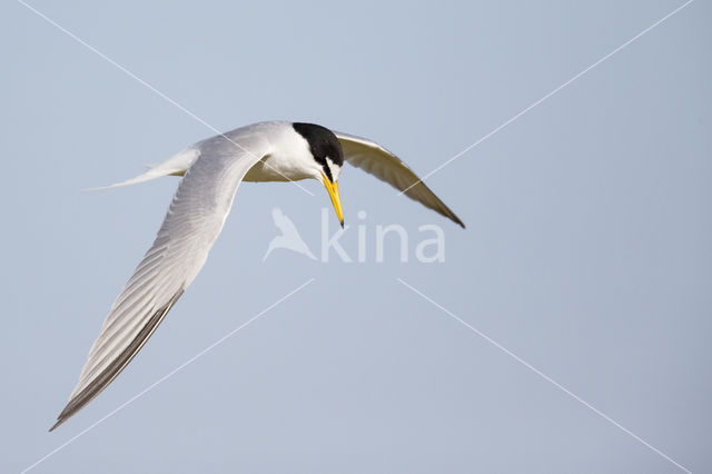 Little Tern (Sterna albifrons)