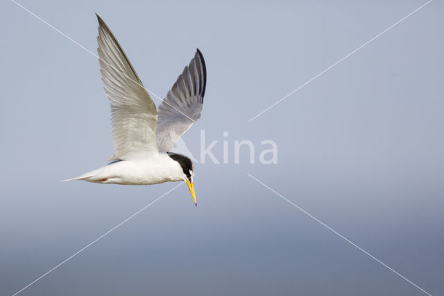 Little Tern (Sterna albifrons)