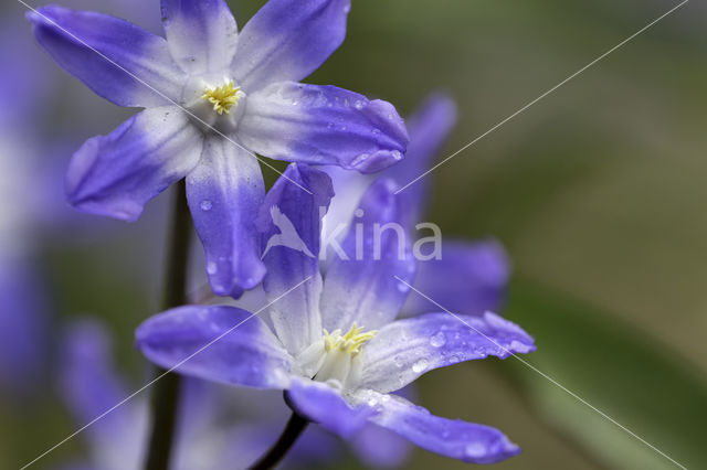 Glory-of-the Snow (Scilla siehei)