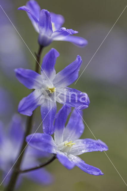 Grote sneeuwroem (Scilla siehei)