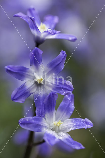 Glory-of-the Snow (Scilla siehei)