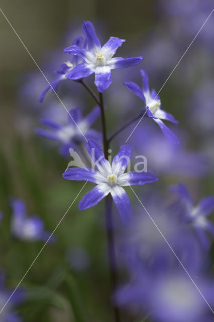 Grote sneeuwroem (Scilla siehei)